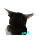 Cat Princess Sinon's  Language2（個別スタンプ：4）