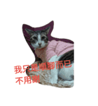 Cat Princess Sinon's  Language2（個別スタンプ：22）