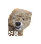 Miss wa（個別スタンプ：1）