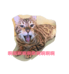 Miss wa（個別スタンプ：8）