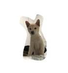 Shiba YOLO（個別スタンプ：1）