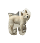 Shiba YOLO（個別スタンプ：2）