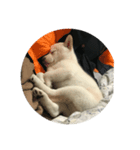 Shiba YOLO（個別スタンプ：3）