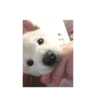 Shiba YOLO（個別スタンプ：4）