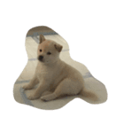 Shiba YOLO（個別スタンプ：5）