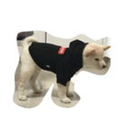 Shiba YOLO（個別スタンプ：6）