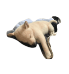 Shiba YOLO（個別スタンプ：7）