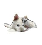 Shiba YOLO（個別スタンプ：8）