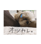 どんちゃんすたんぷ（個別スタンプ：3）