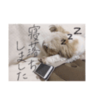 どんちゃんすたんぷ（個別スタンプ：4）