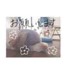 どんちゃんすたんぷ（個別スタンプ：5）