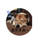 ラブリーラテ（個別スタンプ：5）