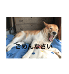 ラブリーラテ（個別スタンプ：7）