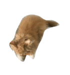 My kitten？（個別スタンプ：3）