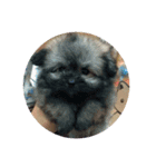 Dog><（個別スタンプ：3）