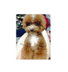 Dog><（個別スタンプ：7）