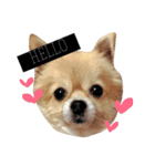 ♡もこはち♡（個別スタンプ：1）