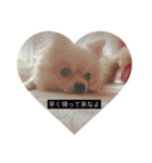 ♡もこはち♡（個別スタンプ：3）