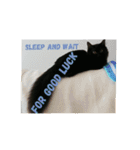 黒猫クロ助の一言英会話（個別スタンプ：6）