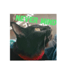 黒猫クロ助の一言英会話（個別スタンプ：8）