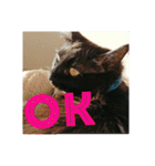 黒猫クロ助の一言英会話（個別スタンプ：9）