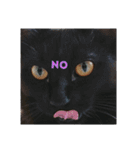 黒猫クロ助の一言英会話（個別スタンプ：10）