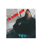 黒猫クロ助の一言英会話（個別スタンプ：13）