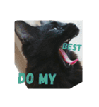 黒猫クロ助の一言英会話（個別スタンプ：15）