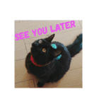 黒猫クロ助の一言英会話（個別スタンプ：16）