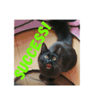 黒猫クロ助の一言英会話（個別スタンプ：17）