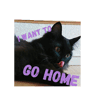 黒猫クロ助の一言英会話（個別スタンプ：18）