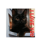 黒猫クロ助の一言英会話（個別スタンプ：19）