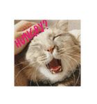 グレコの猫英語（個別スタンプ：1）