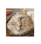 グレコの猫英語（個別スタンプ：3）