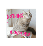 グレコの猫英語（個別スタンプ：4）