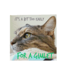 グレコの猫英語（個別スタンプ：6）