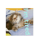 グレコの猫英語（個別スタンプ：10）