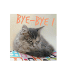 グレコの猫英語（個別スタンプ：11）