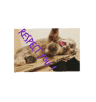 グレコの猫英語（個別スタンプ：13）
