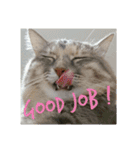 グレコの猫英語（個別スタンプ：15）