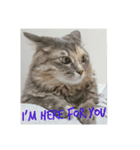 グレコの猫英語（個別スタンプ：17）