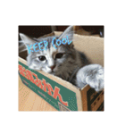 グレコの猫英語（個別スタンプ：19）