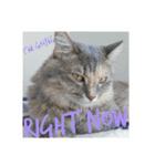 グレコの猫英語（個別スタンプ：21）