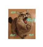 グレコの猫英語（個別スタンプ：22）