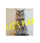 グレコの猫英語（個別スタンプ：23）
