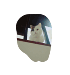 Mau mau cat.（個別スタンプ：2）