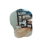 Mau mau cat.（個別スタンプ：4）