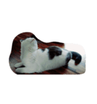 Mau mau cat.（個別スタンプ：5）