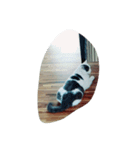 Mau mau cat.（個別スタンプ：6）