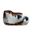 Mau mau cat.（個別スタンプ：7）